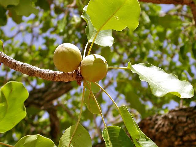 The Shea Butter Tree